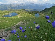 82 Campanule di Scheuchzer (Campanula scheuchzeri) 